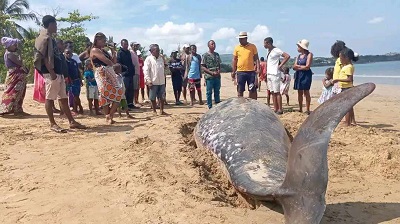 Nosy Be : Une baleine protégée échouée sur le rivage d’Ampasindava