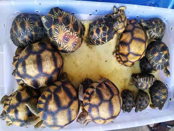 Trafic de tortues : Deux récidivistes chinois incarcérés à Tsiafahy