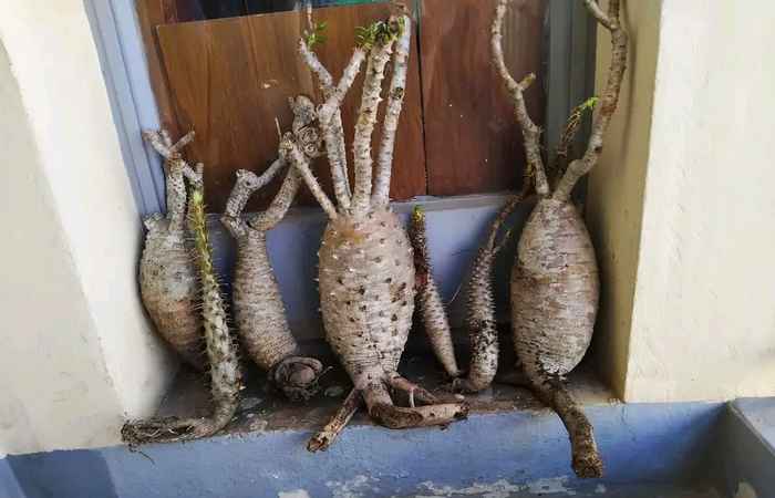 Le baobab nain de Madagascar: au cœur d’un trafic en pleine recrudescence